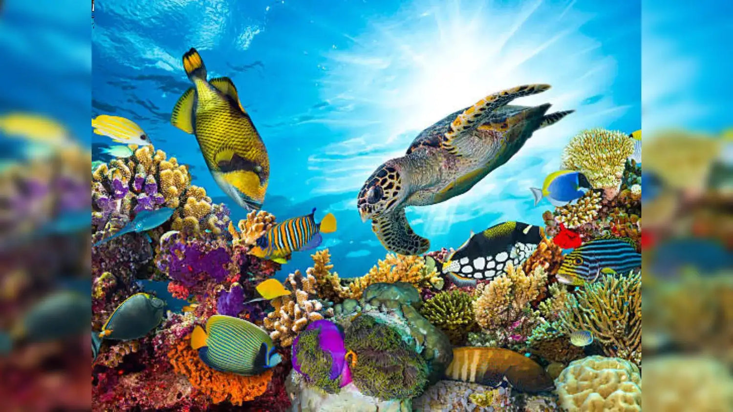 Marine Life